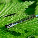 Månflickslända Coenagrion lunulatum