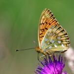 Ängspärlemorfjäril Argynnis aglaja