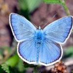 Väpplingblåvinge Polyommatus dorylas