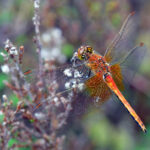 Gulfläckad Ängstrollslända hane Sympetrum flaveolum