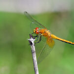 Gulfläckad Ängstrollslända hona Sympetrum flaveolum