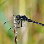 Svart ängstrollslända Sympetrum danae