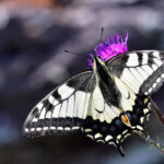 Makaonfjäril Papilio machaon