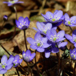 Blåsippa Hepatica nobilis Schreb