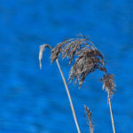 Vass Phragmites australis