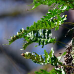 Stensöta Polypodium-vulgare