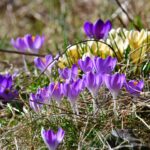 Blå krokus Crocus vernus