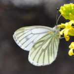 Rapsfjäril Pieris napi