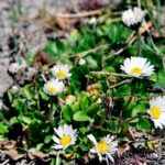 Tusensköna Bellis perennis