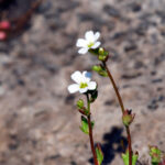 Hällebräcka Saxifraga osloënsis