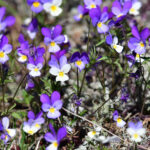 Styvmorsvioler Viola tricolor