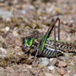 Större vårtbitare Decticus verrucivorus