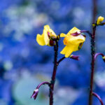 Vattenbläddra Utricularia vulgaris