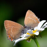 Krattsnabbvinge Satyrium ilicis