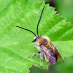 Långhornsbi Eucera longicornis