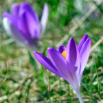 Blå krokus, Crocus vernus