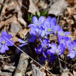 Blåsippa, Hepatica nobilis