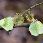 Citronfjärilar Gonepteryx rhamni