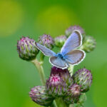 Ljungblåvinge Plebejus argus Hane