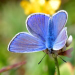 Puktörneblåvinge Polyommatus icarus Hane