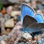 Silverblåvinge Polyommatus amandus Hane