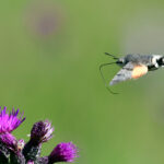 Större dagsvärmare Macroglossum stellatarum