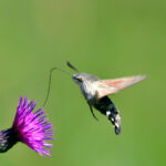 Större dagsvärmare Macroglossum stellatarum