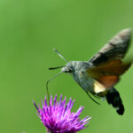 Större dagsvärmare Macroglossum stellatarum